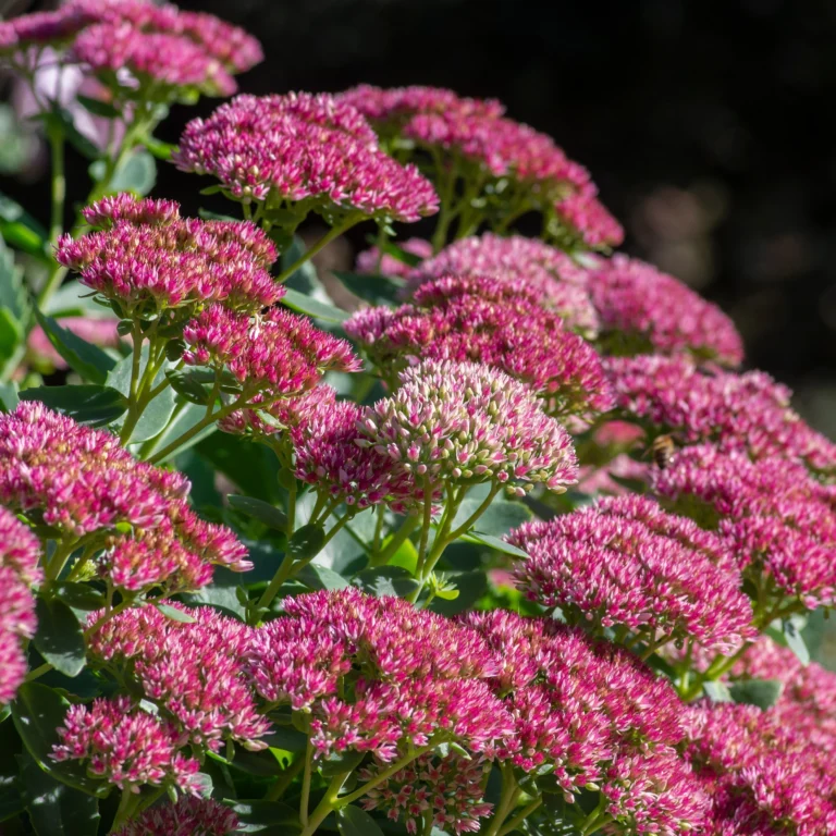 herbstfreude silokas