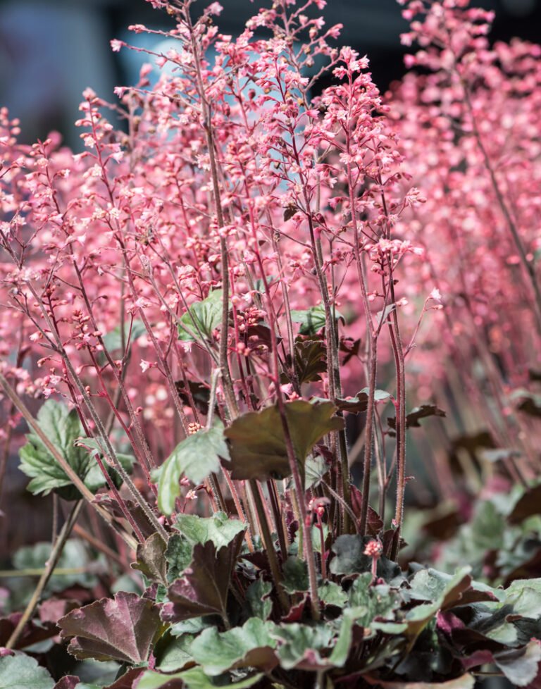 hip hop hooray alune