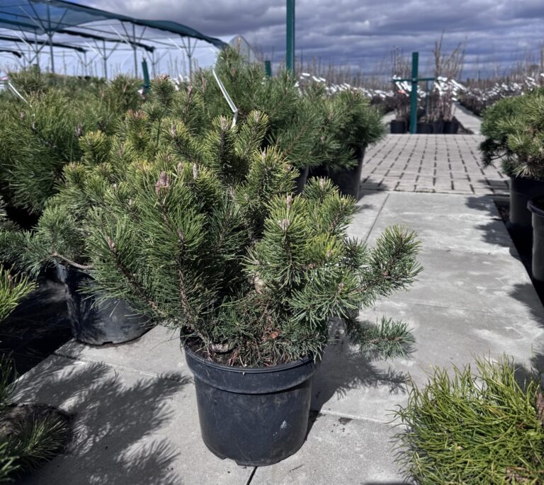 kalnine pusis pumilio