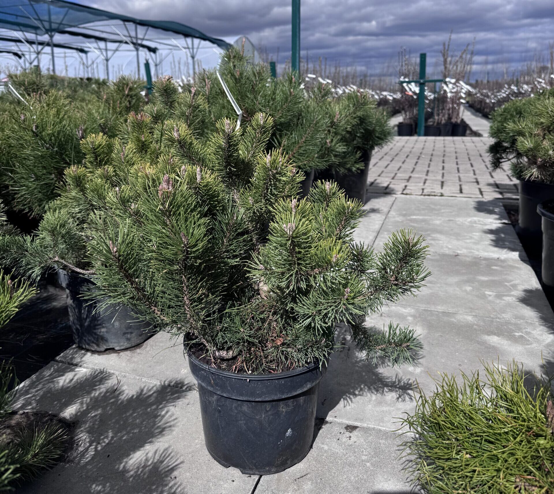 kalnine pusis pumilio kalnine pusis pumilio