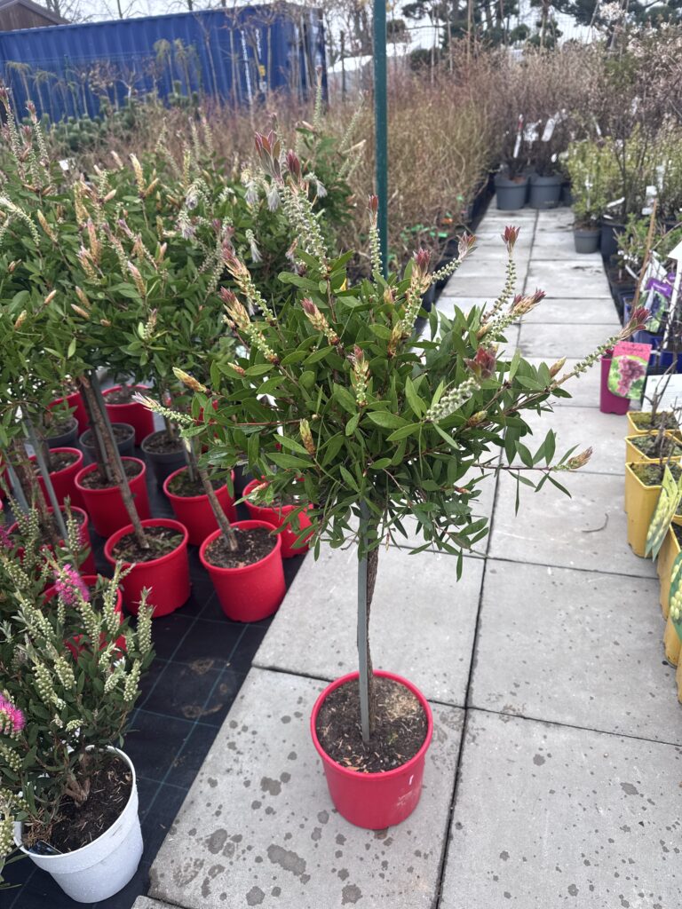 kalistemonas ant kamieno