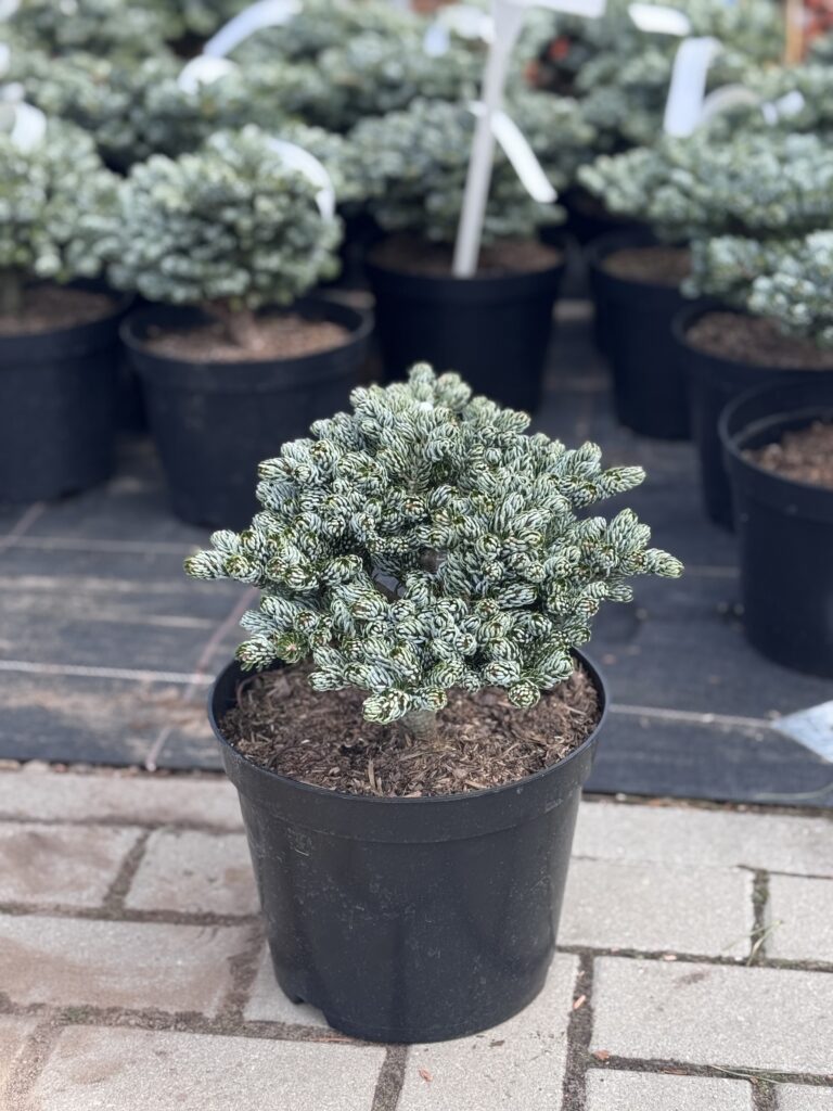 korejinis kenis icebreaker