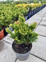 puskiparisis nana gracilis