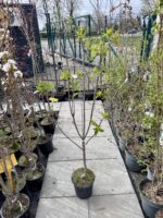 alyva madame lemoine