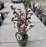 puslenis putinalapis diabolo