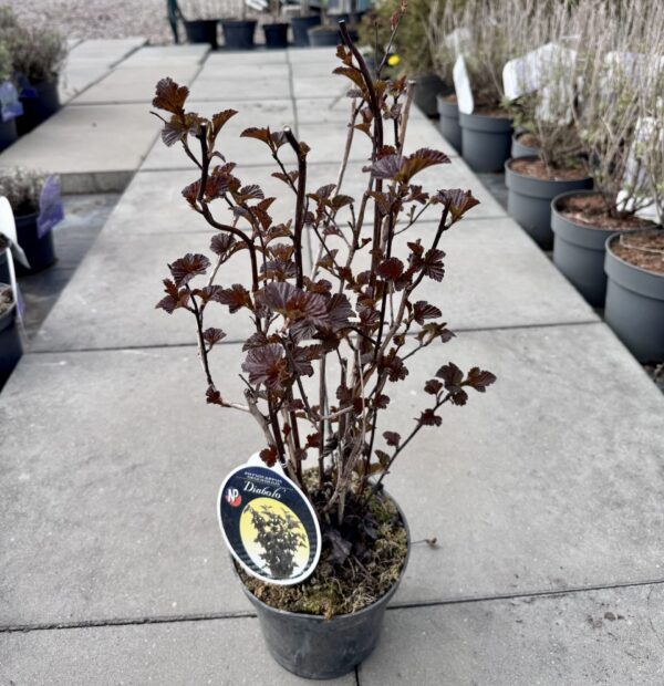 puslenis putinalapis diabolo