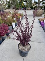 Raugeriškis tunbergo "Atropurpurea" - Image 2