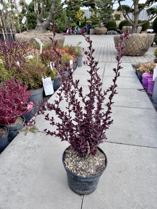 Raugeriškis tunbergo "Atropurpurea" - Image 2