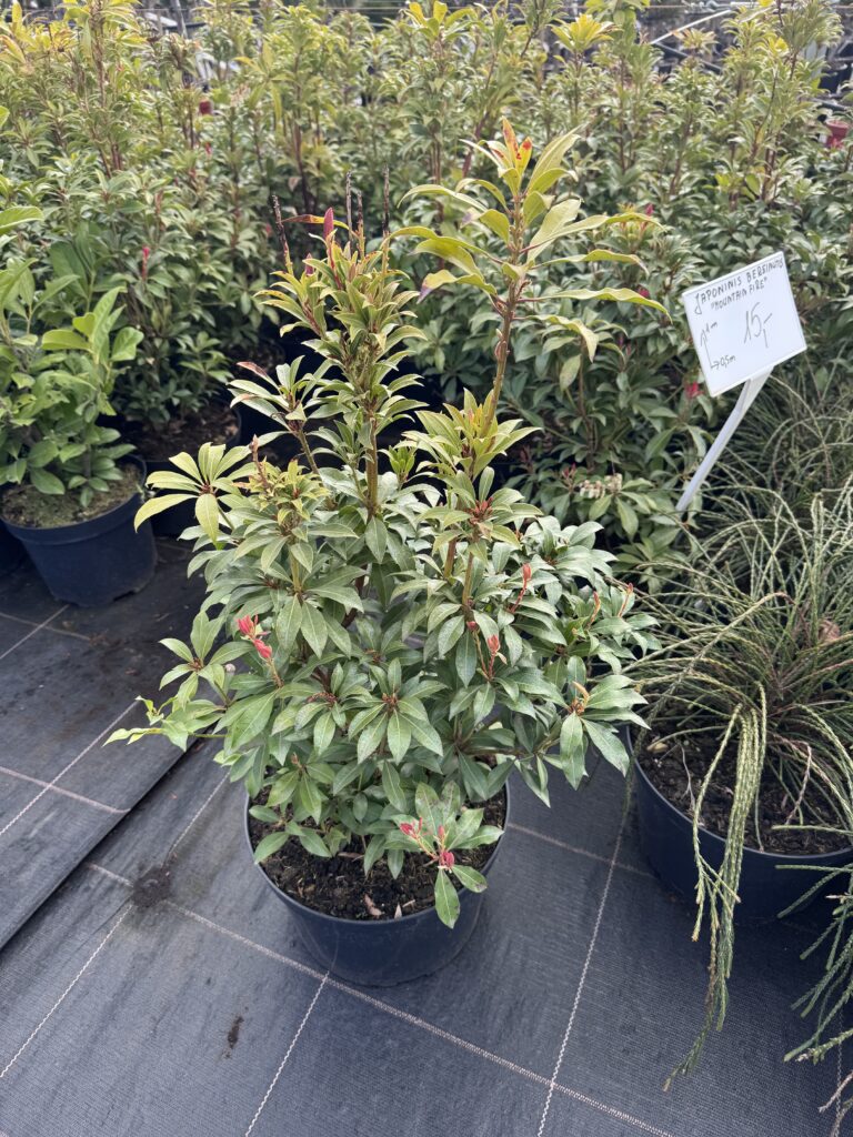 japoninis bereinutis mountain fire