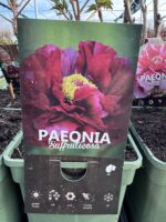 Bijūnas medėjantis "Burgundy" - Image 2