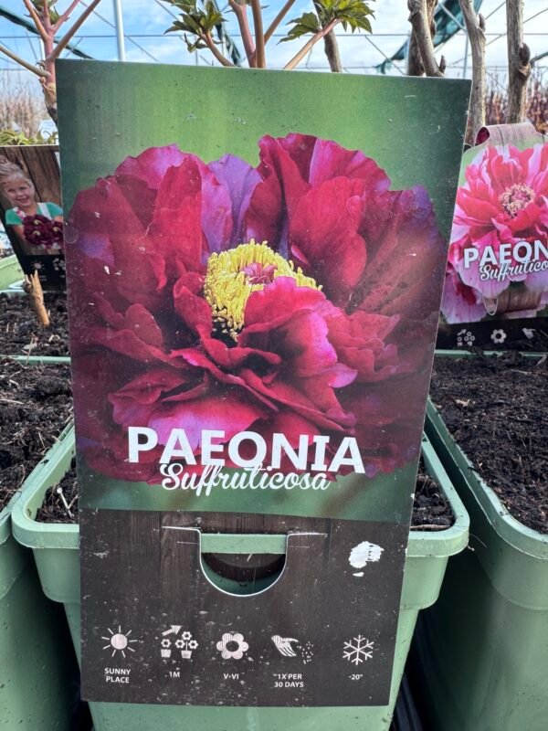 Bijūnas medėjantis "Burgundy" - Image 2