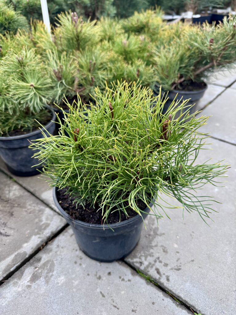 kalnine pusis mughus