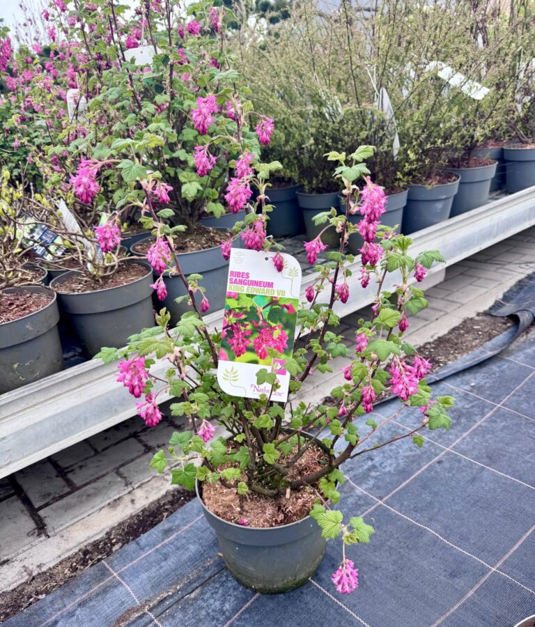 serbentas raudonziedis king Edward vii