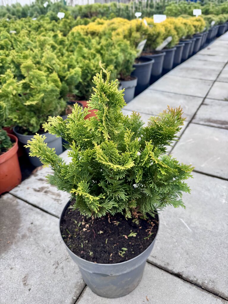 puskiparisis nana gracilis