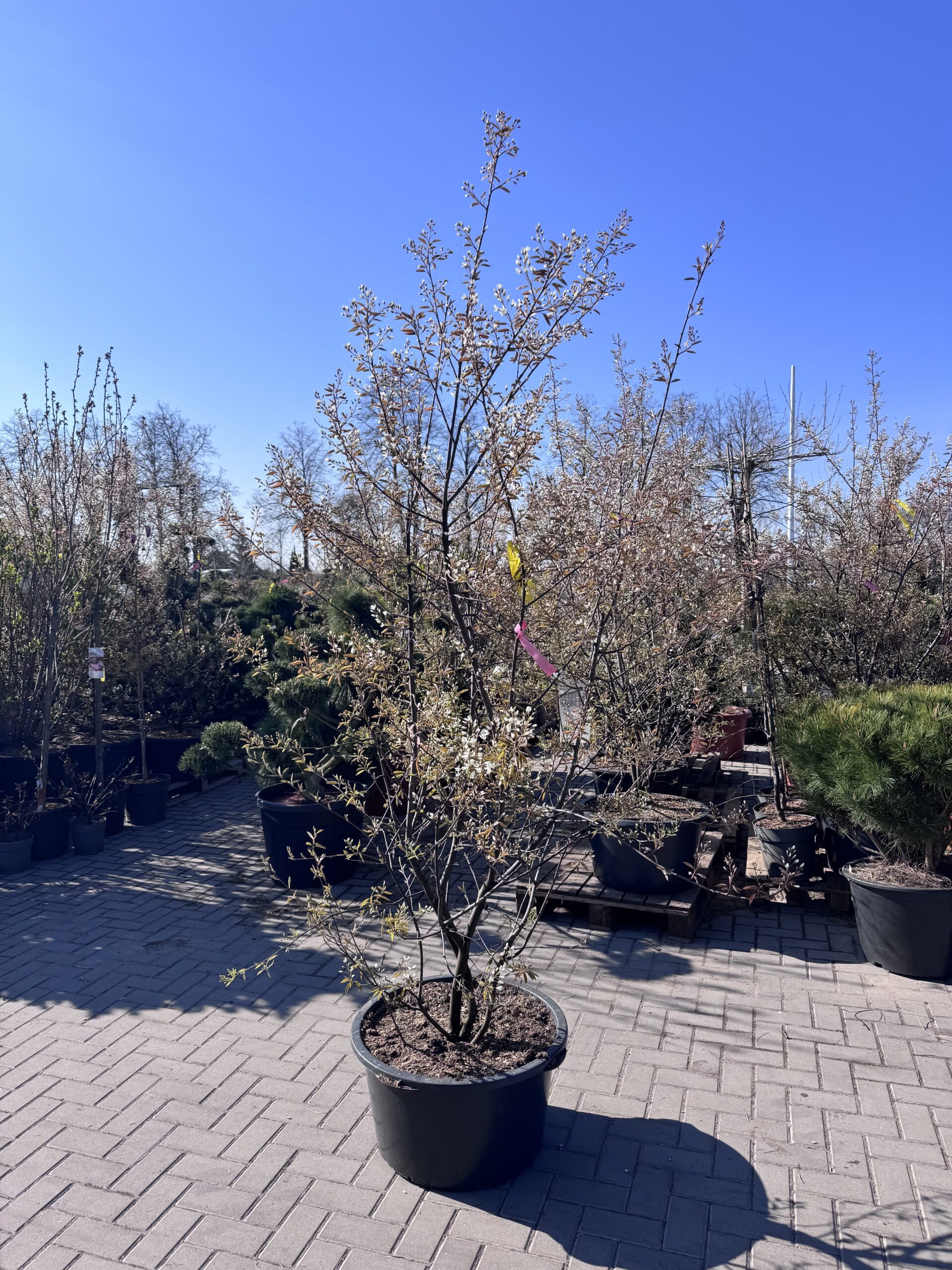 medlieva lamarko medlieva lamarko