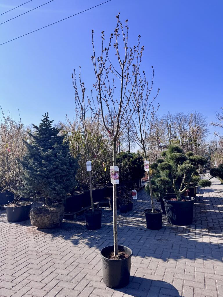 sakura royal burgundy skiepyta ant kamieno