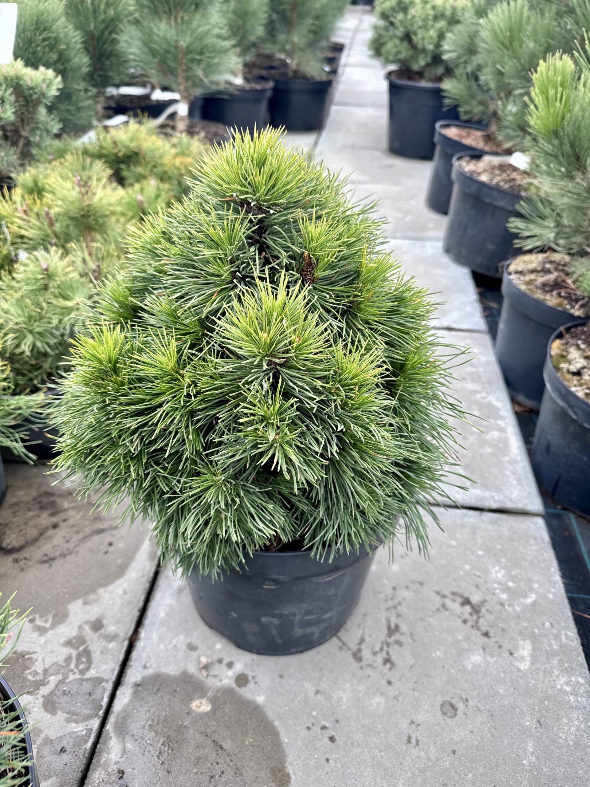 pusis kalnine varella pusis kalnine varella