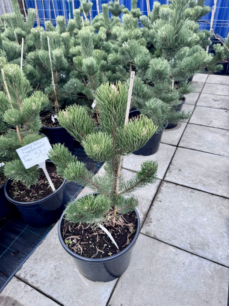 pusis juodoji oregon green