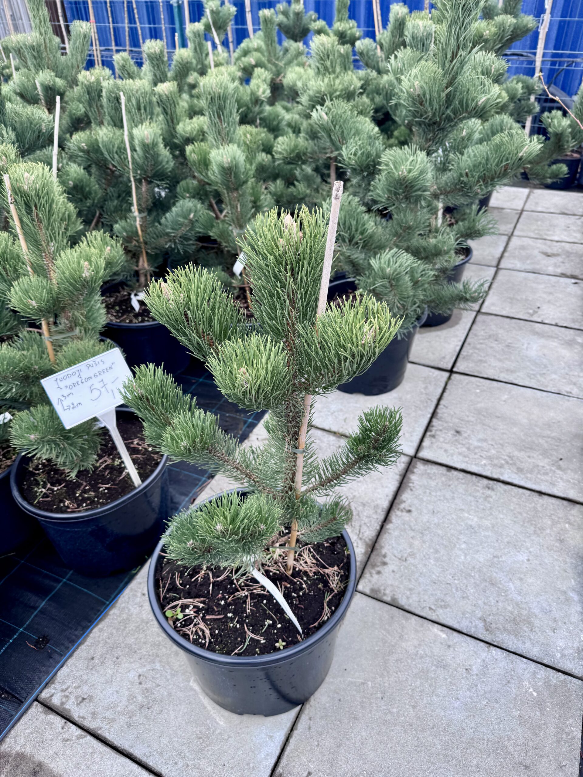 pusis juodoji oregon green pusis juodoji oregon green