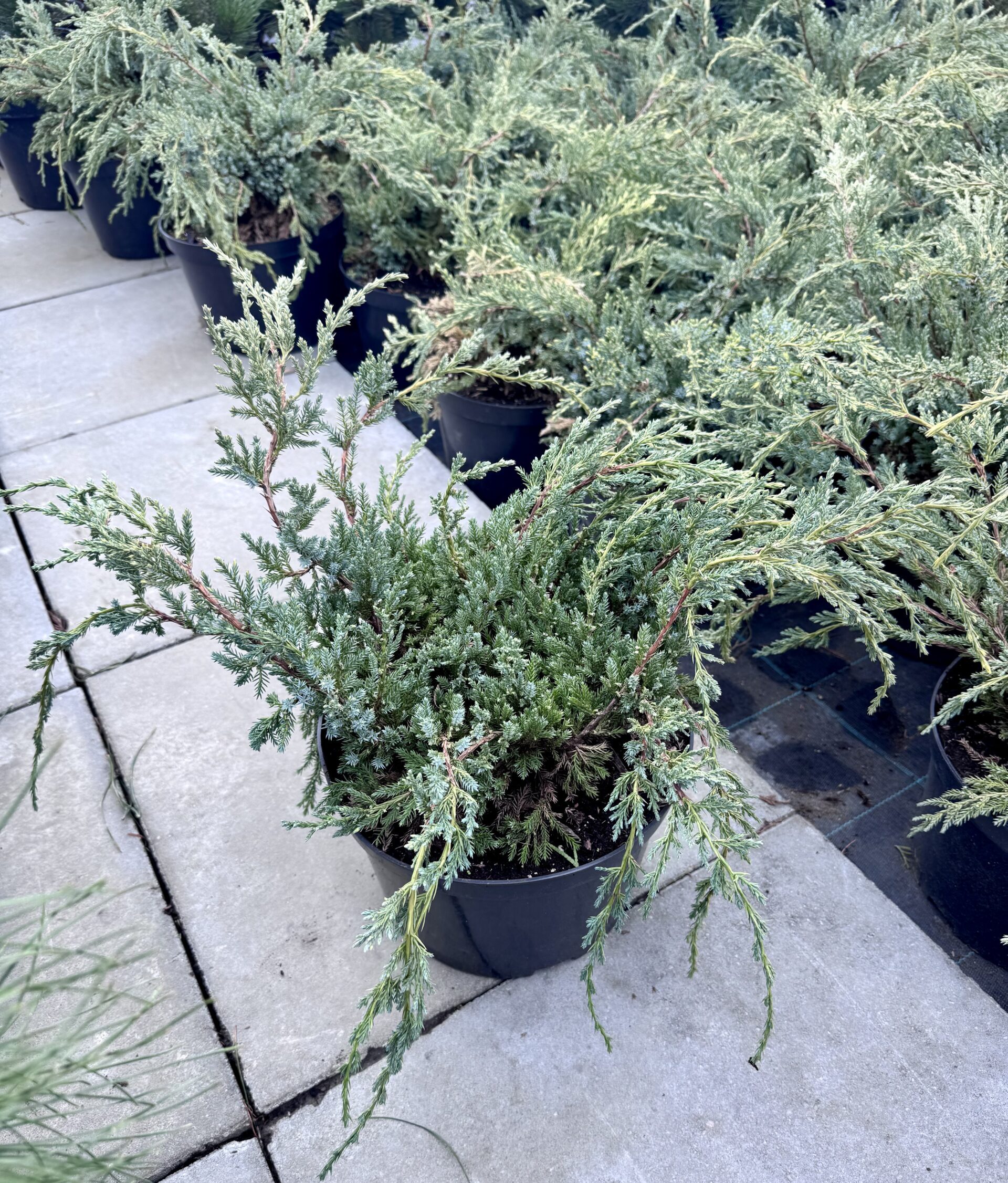 kadagys blue carpet kadagys blue carpet