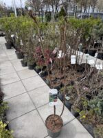 Žagrenis rūgštusis - Image 2