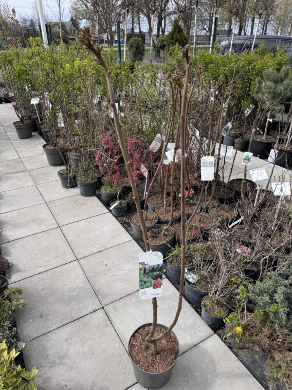 Žagrenis rūgštusis - Image 2