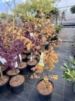 plaštakinis klevas Orange dream