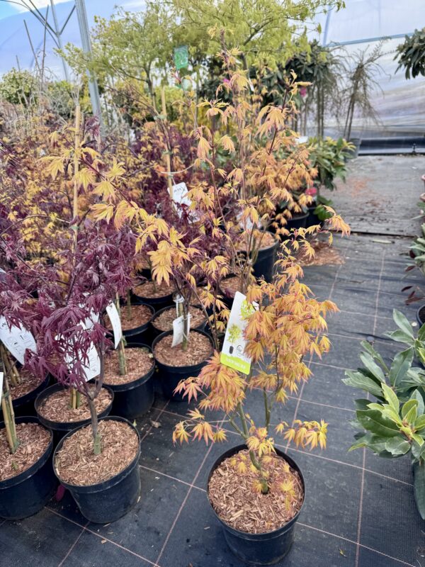 plaštakinis klevas Orange dream