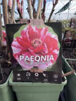 Medėjantis bijūnas "Pink-White" - Image 2