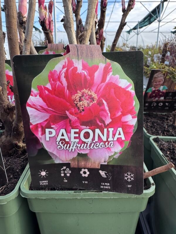 Medėjantis bijūnas "Pink-White" - Image 2