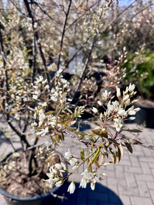 Medlieva Lamarko - Image 2