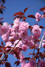 Sakura "Royal Burgundy" skiepyta ant kamieno - Image 2