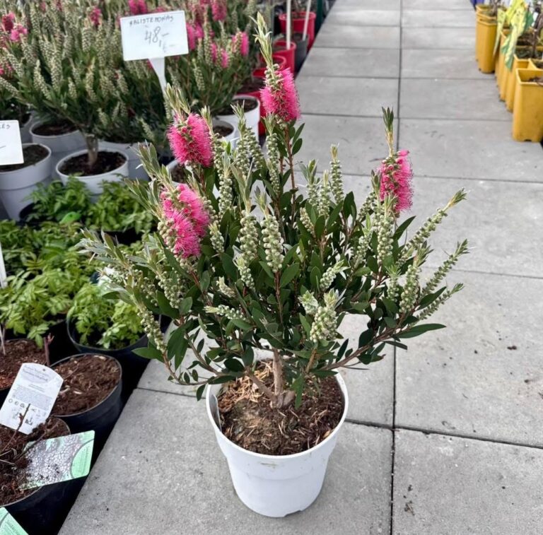 kalistemonas rožinis