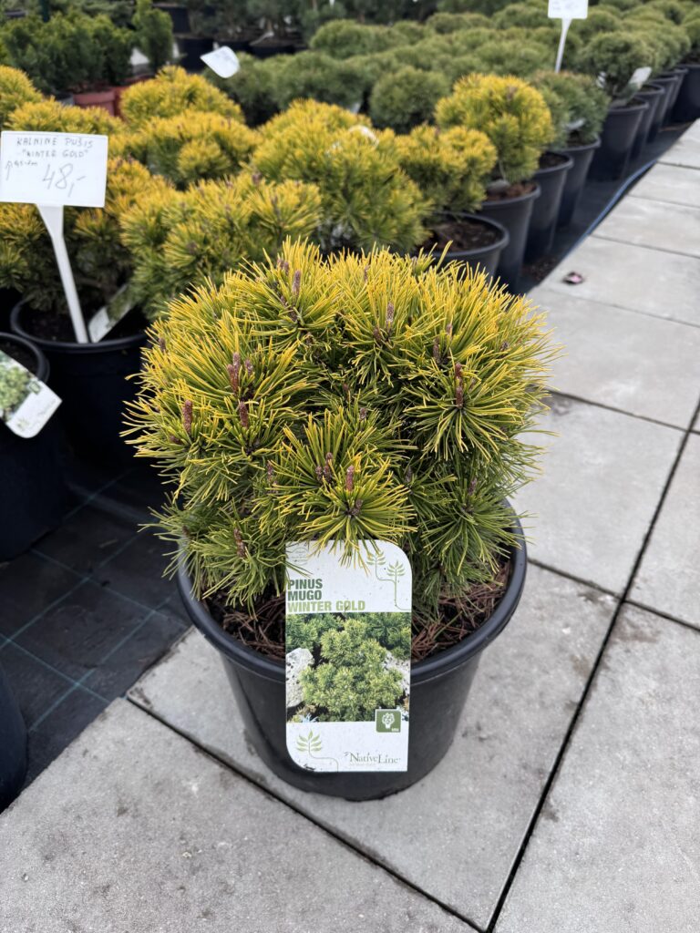 pusis kalnine winter gold