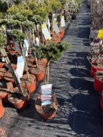 Korėjinis kėnis "Icebreaker" ant kamieno - Image 2