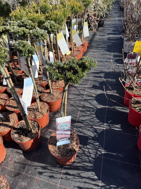 Korėjinis kėnis "Icebreaker" ant kamieno - Image 2