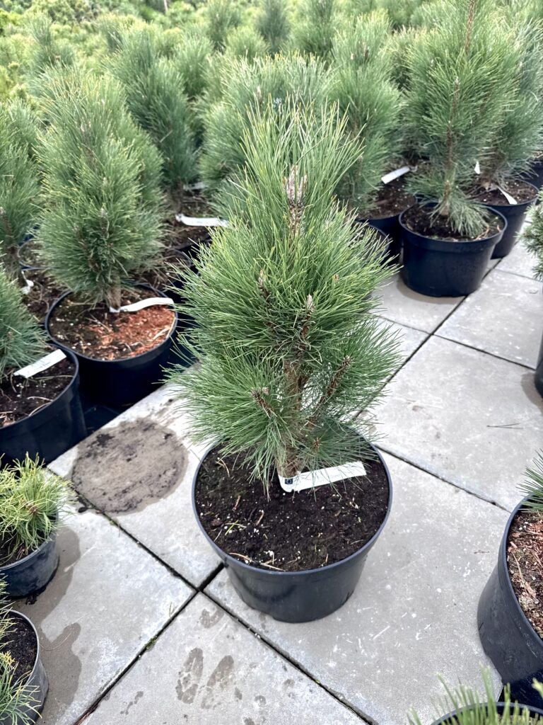 pusis juodoji green tower