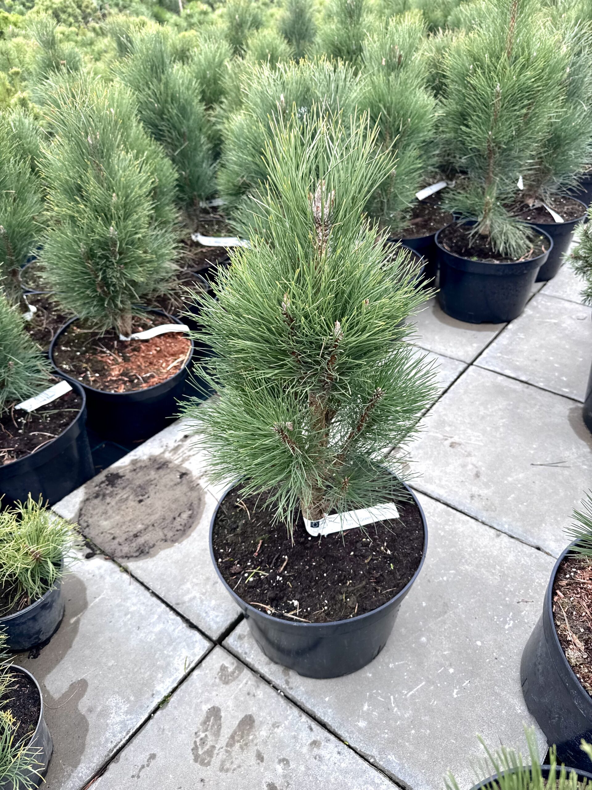 pusis juodoji green tower pusis juodoji green tower