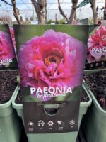 Bijūnas medėjantis "Fuchsia" - Image 2