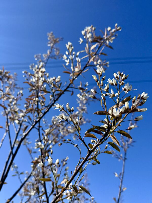 Medlieva Lamarko - Image 3