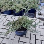 kadagys blue chip