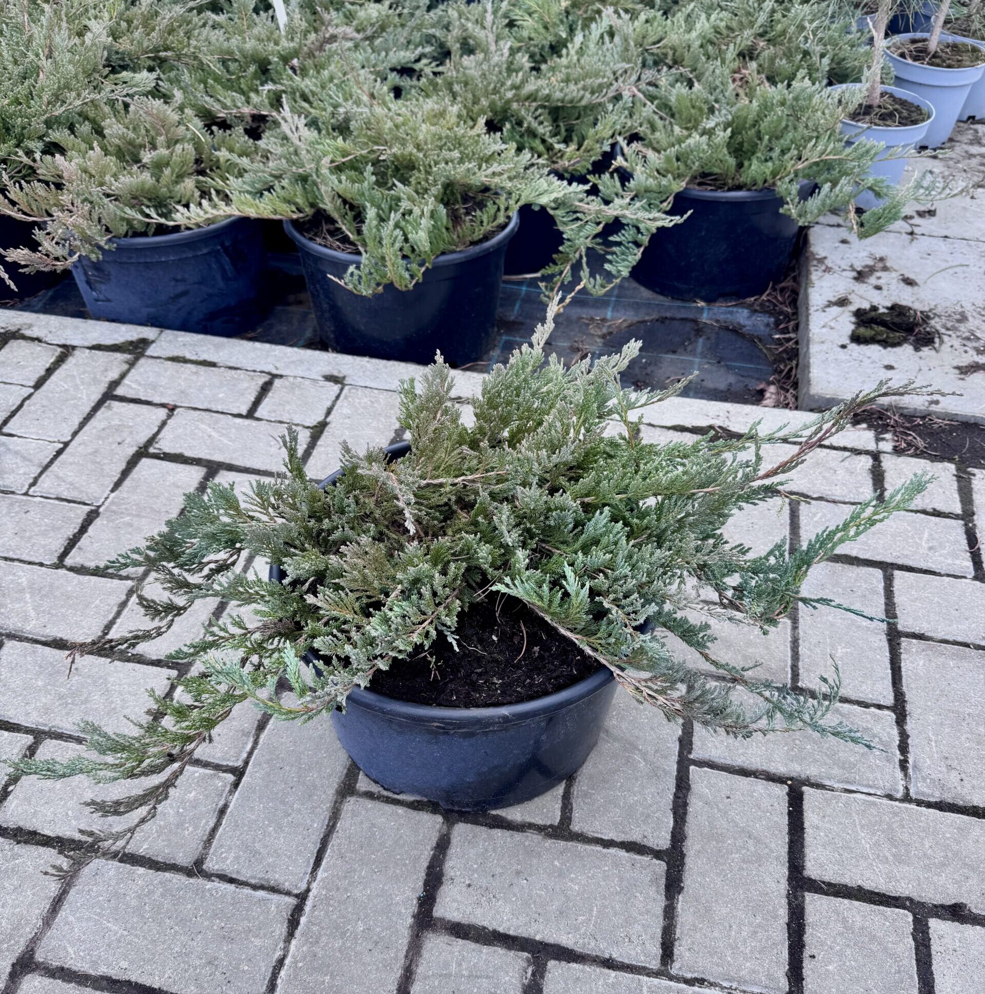 kadagys blue chip kadagys blue chip