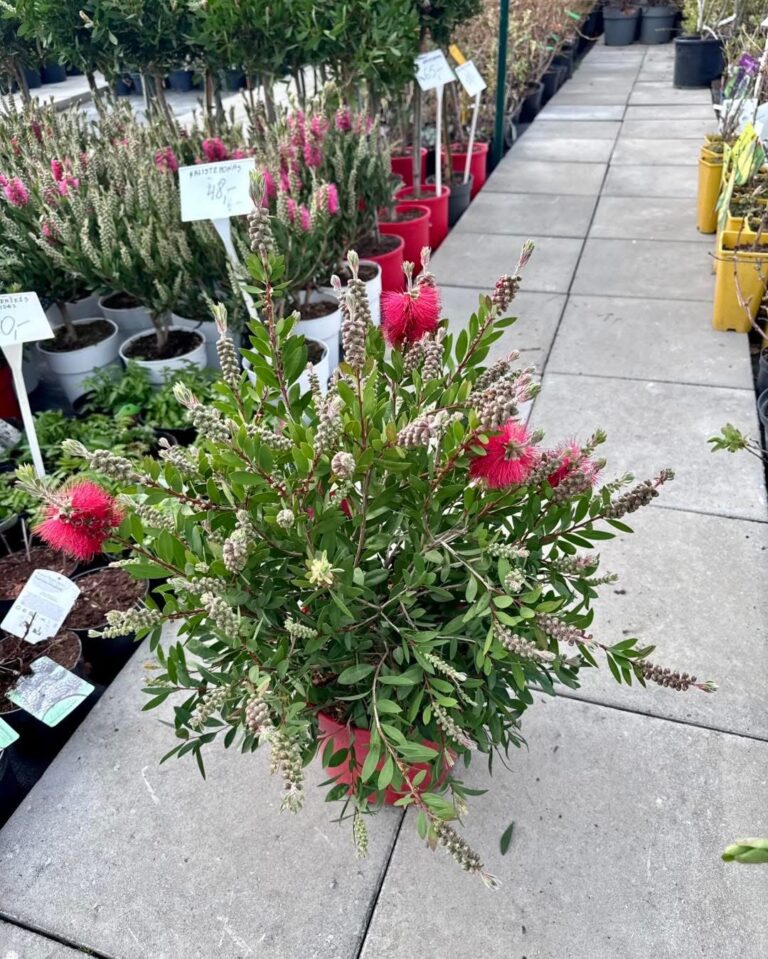 Kalistemonas raudonais žiedais