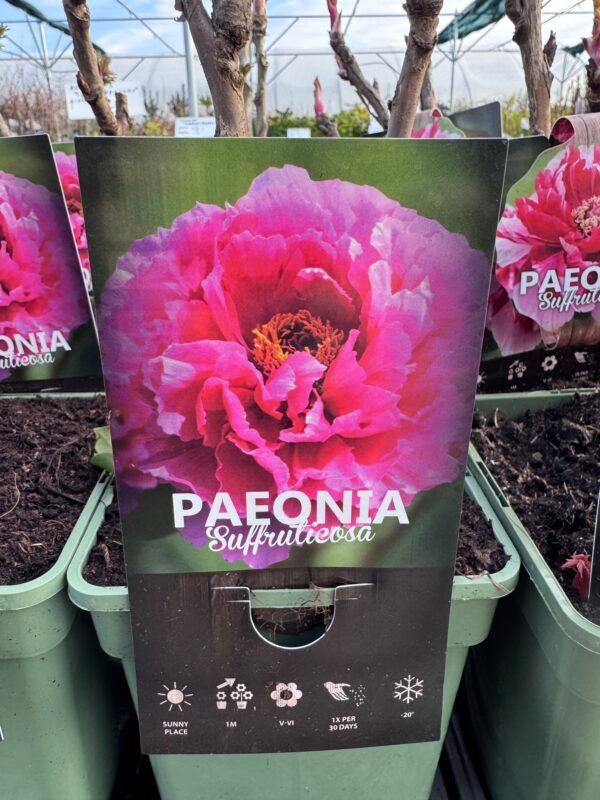 Bijūnas medėjantis "Fuchsia" - Image 2