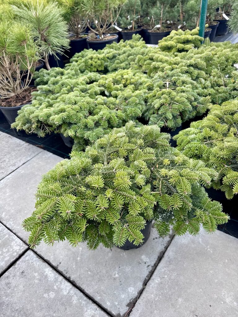 kenis normandinis starker's dwarf