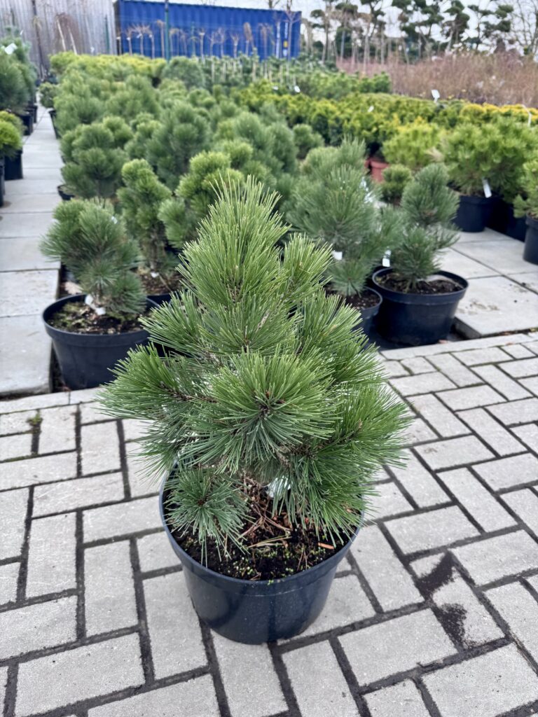 pusis baltazieve malinki