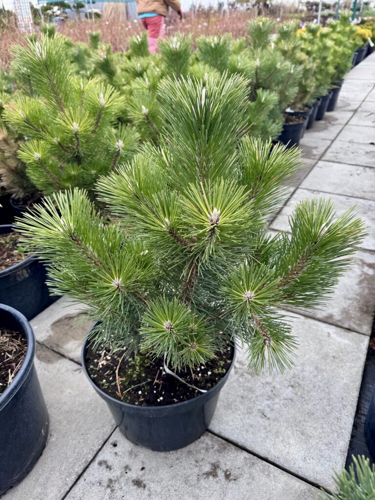 pusis tunbergo sayonara