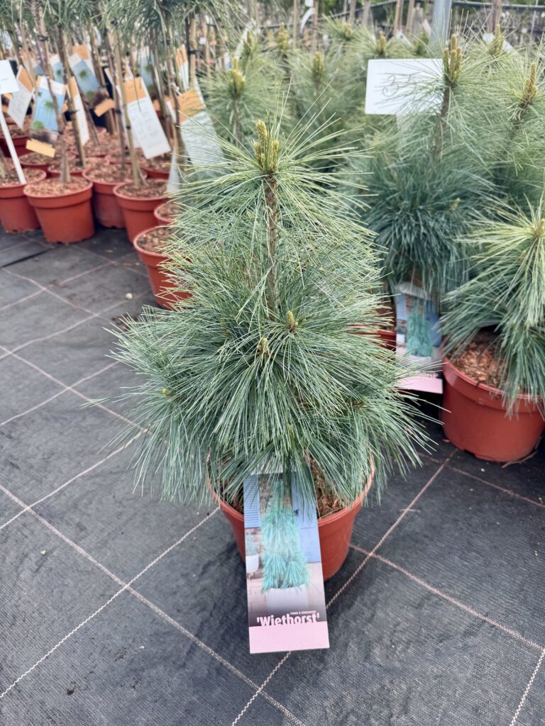 pusis sverino wiethorst