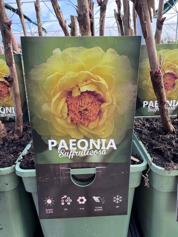 itoh bijunas bartzella