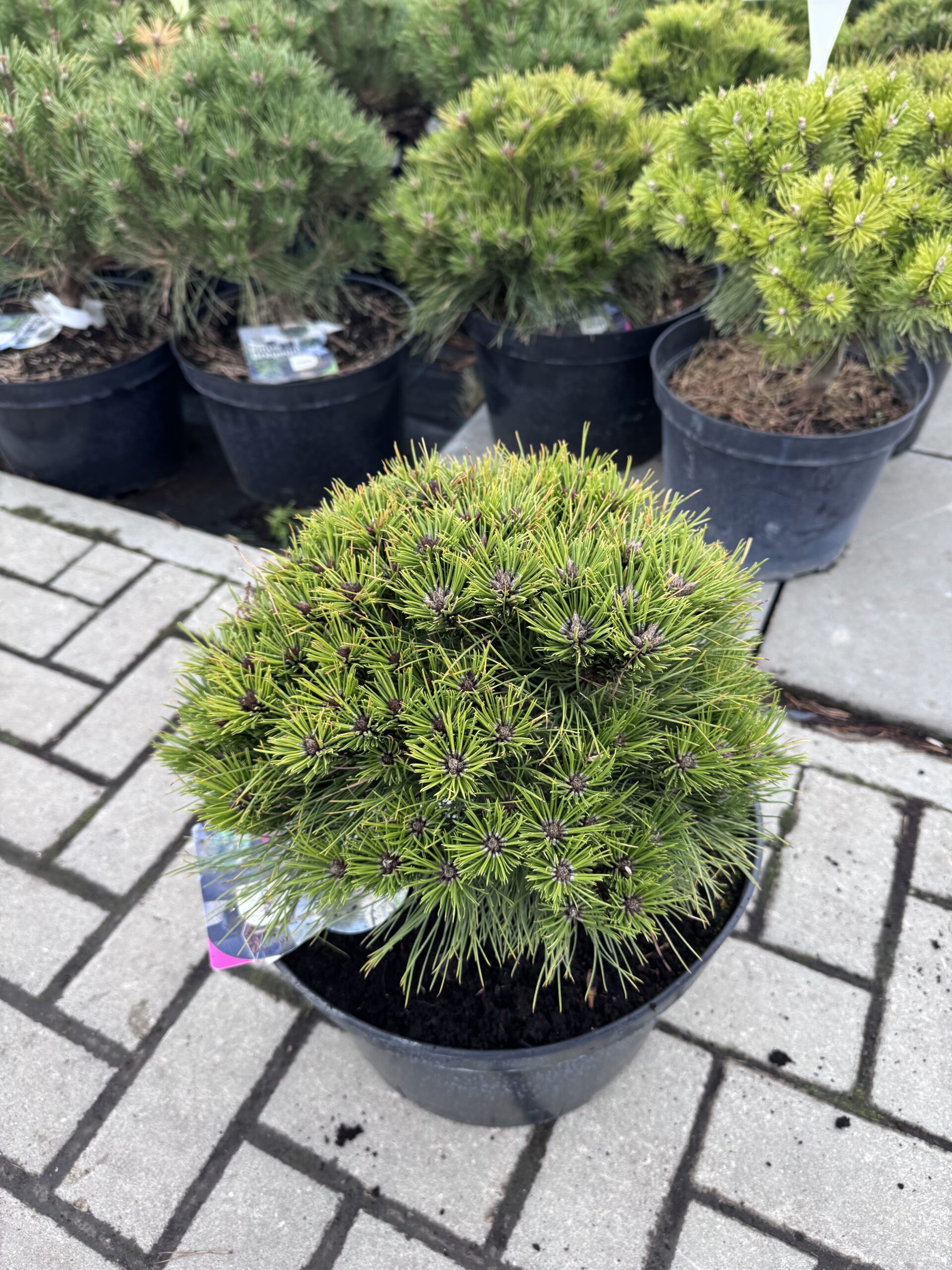 pusis juodoji marie bregeon pusis juodoji marie bregeon